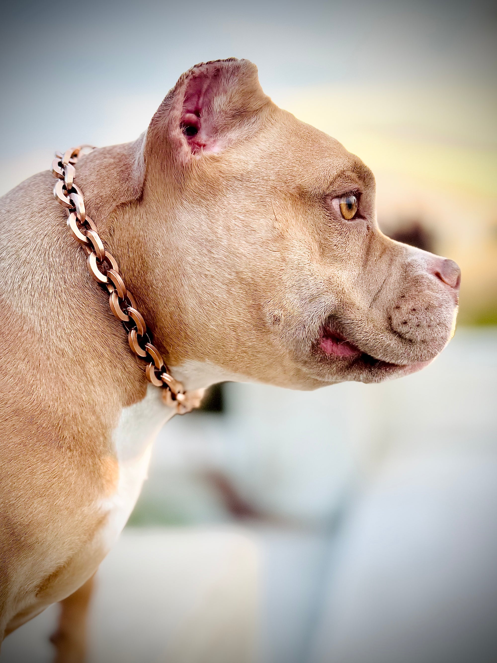 Rose Gold Oval Link Collar
