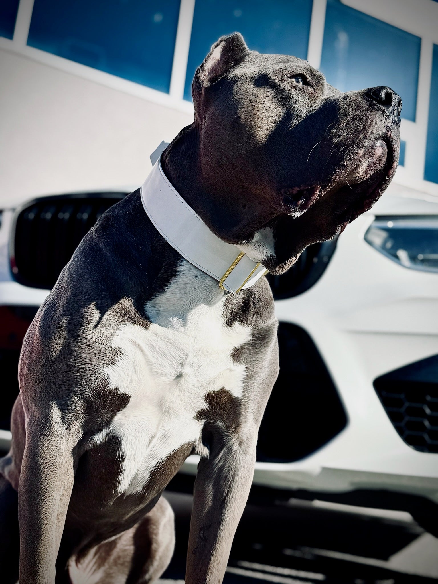 2"- Luxury Tactical Collar- Gold Hardwear