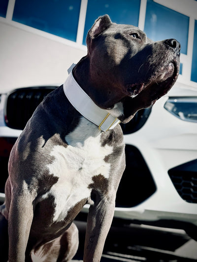 2"- Luxury Tactical Collar- Gold Hardwear