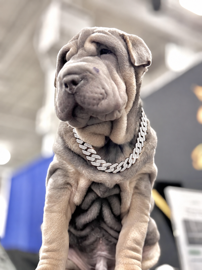 Silver Small Collar