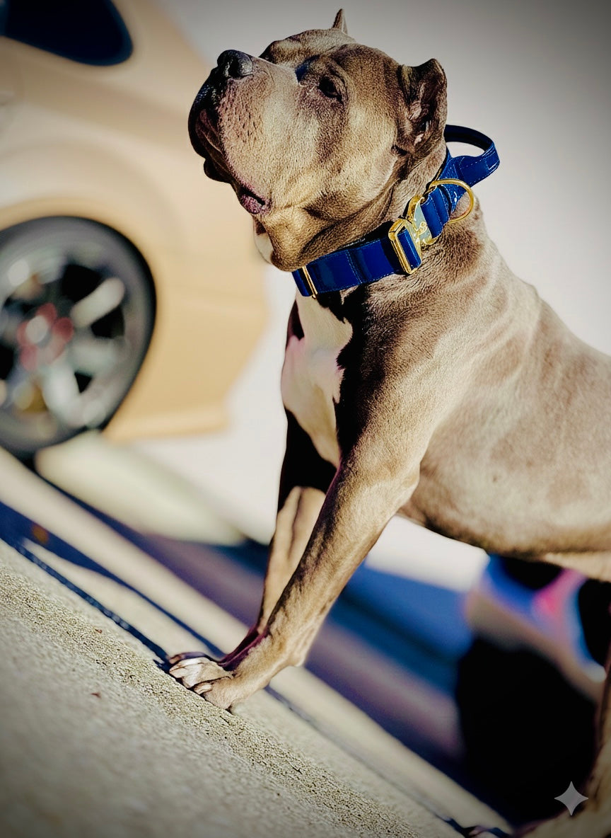 2"- Luxury Tactical Collar- Gold Hardwear