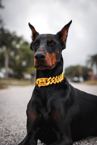 Gold Bone Link Collar