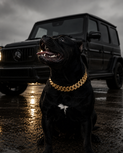 Gold Studded Miami Link Collar