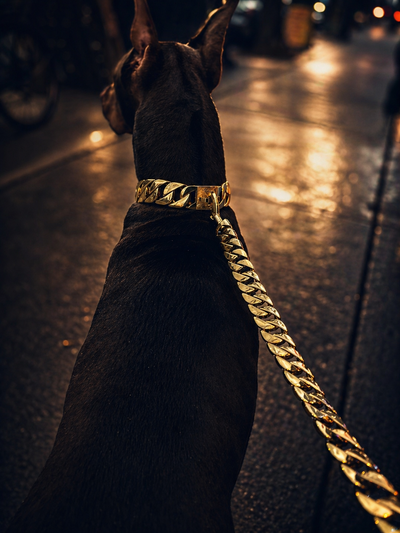 Gold Leash