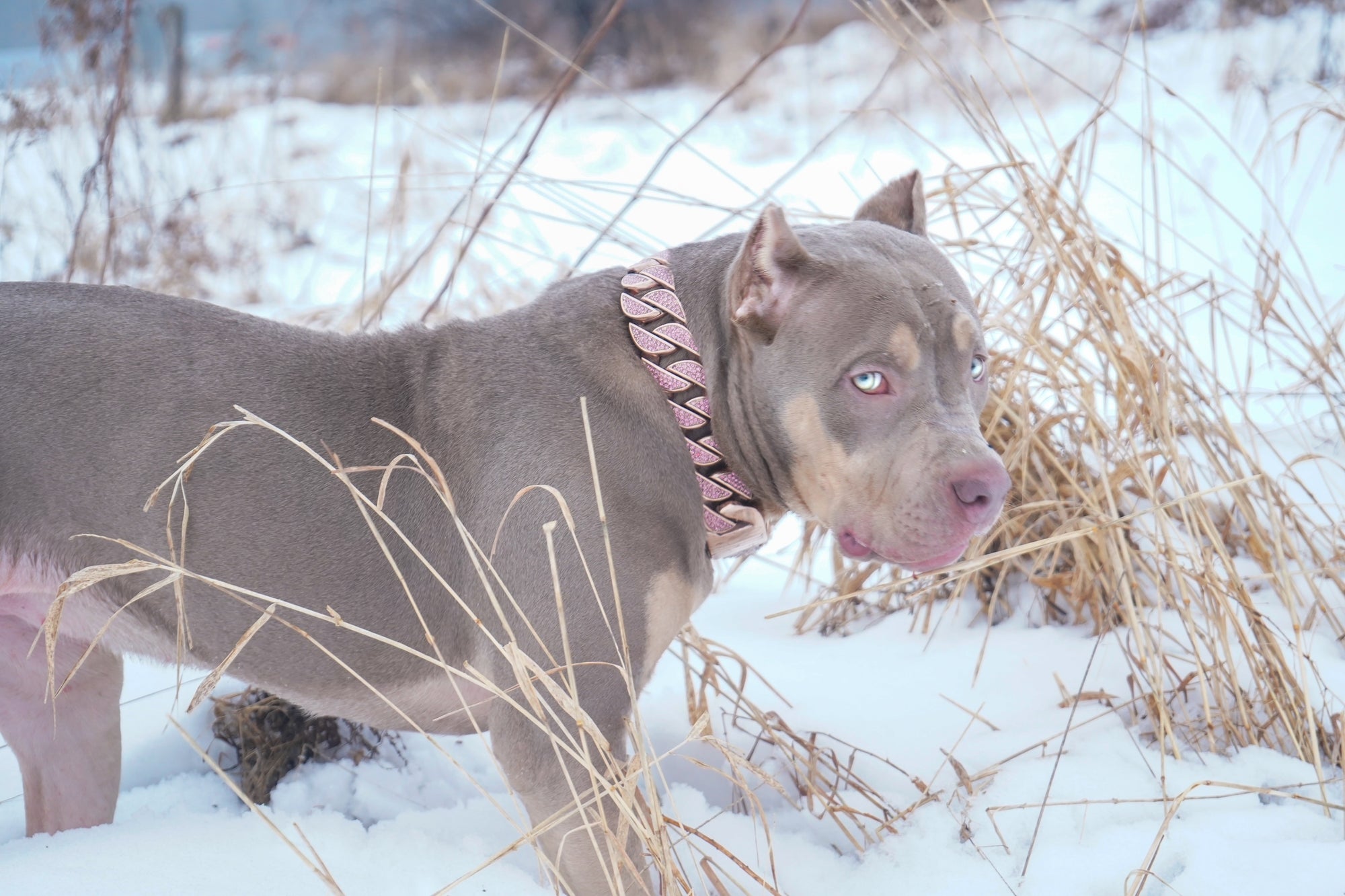 Rose Gold Pink Studded Collar