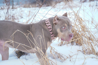 Rose Gold Pink Studded Collar
