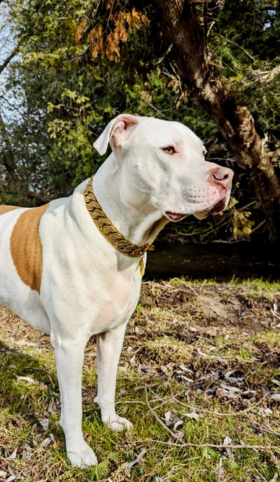 Gold Studded Collar