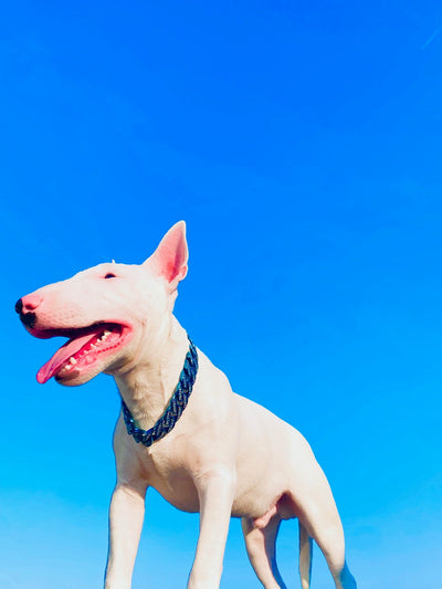Royal Blue Studded Collar