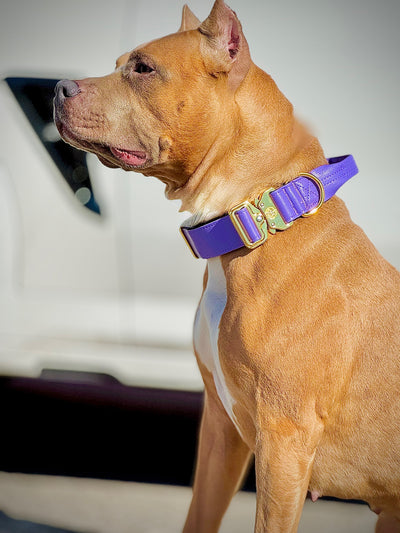 1.5" -Luxury Tactical Collar- Gold Hardwear