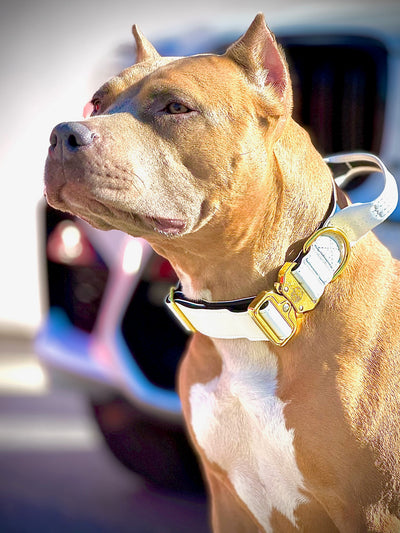 1.5" -Luxury Tactical Collar- Gold Hardwear