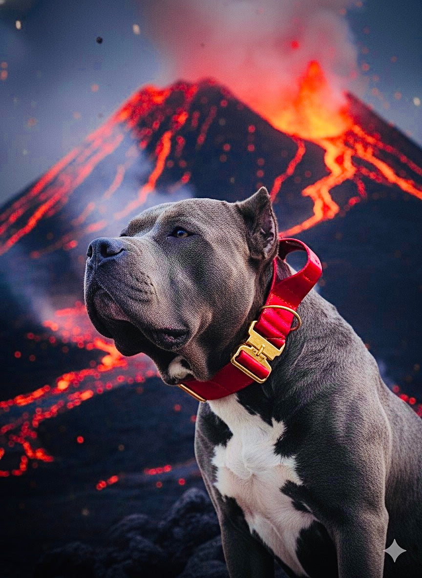 2"- Luxury Tactical Collar- Gold Hardwear