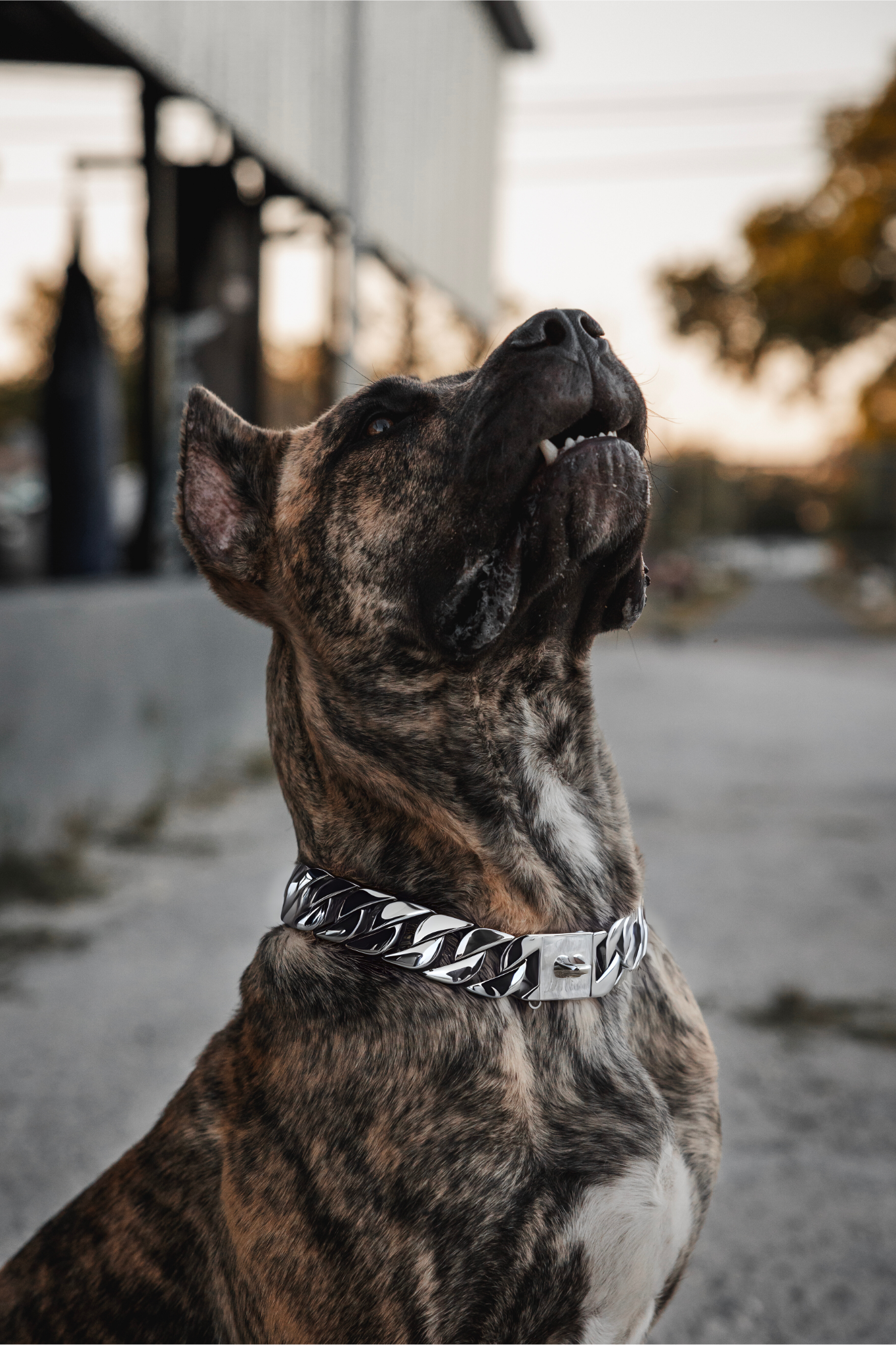 Silver Classic Collar