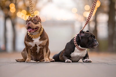 Gold Studded Miami Link Collar