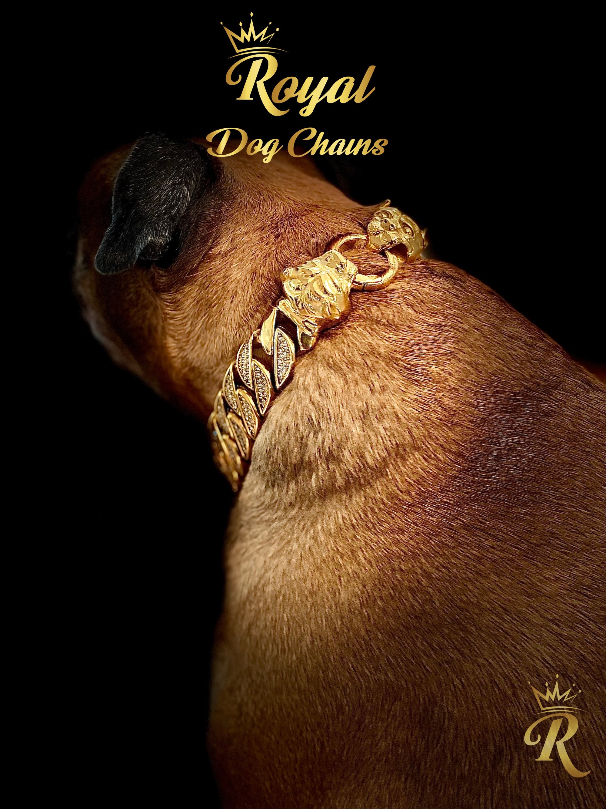 Gold Bully Studded Collar