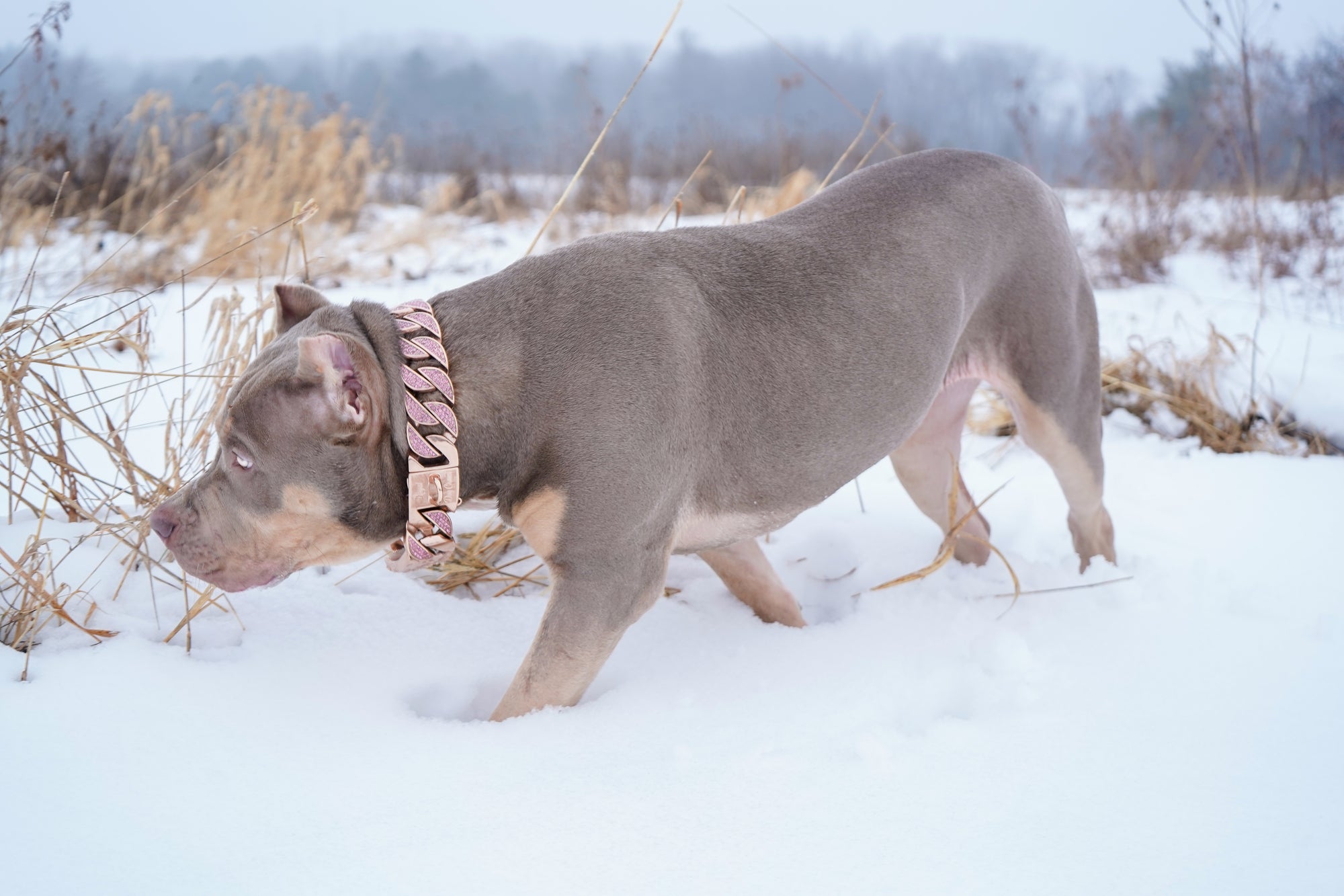 Rose Gold Pink Studded Collar