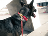Gold Pink Glow Collar
