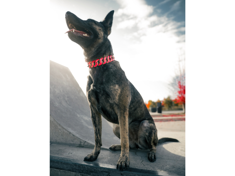 Gold Pink Glow Collar