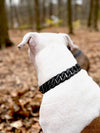 Black Studded Collar