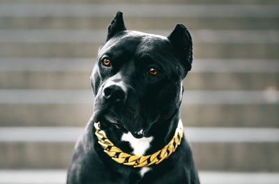 Gold Cuban Collar
