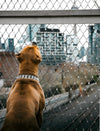 Silver Shine Collar