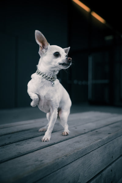 Petite Silver Chain