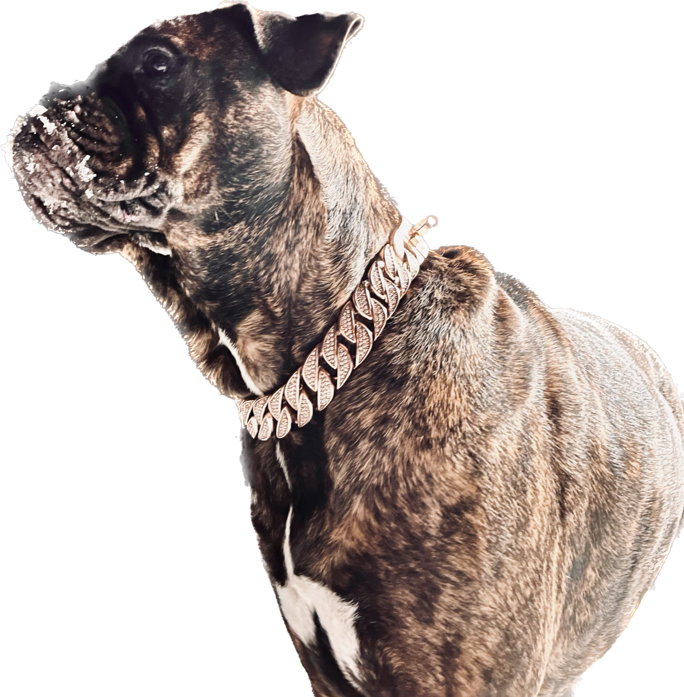 Rose Gold Studded Collar